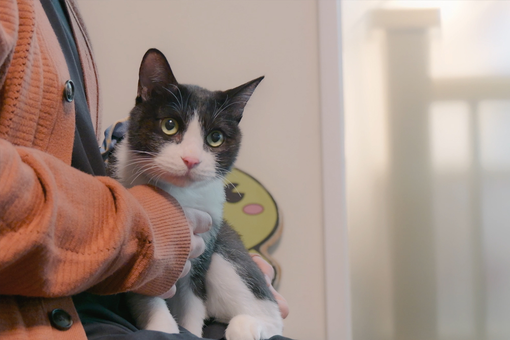 고양이친화병원 진료실