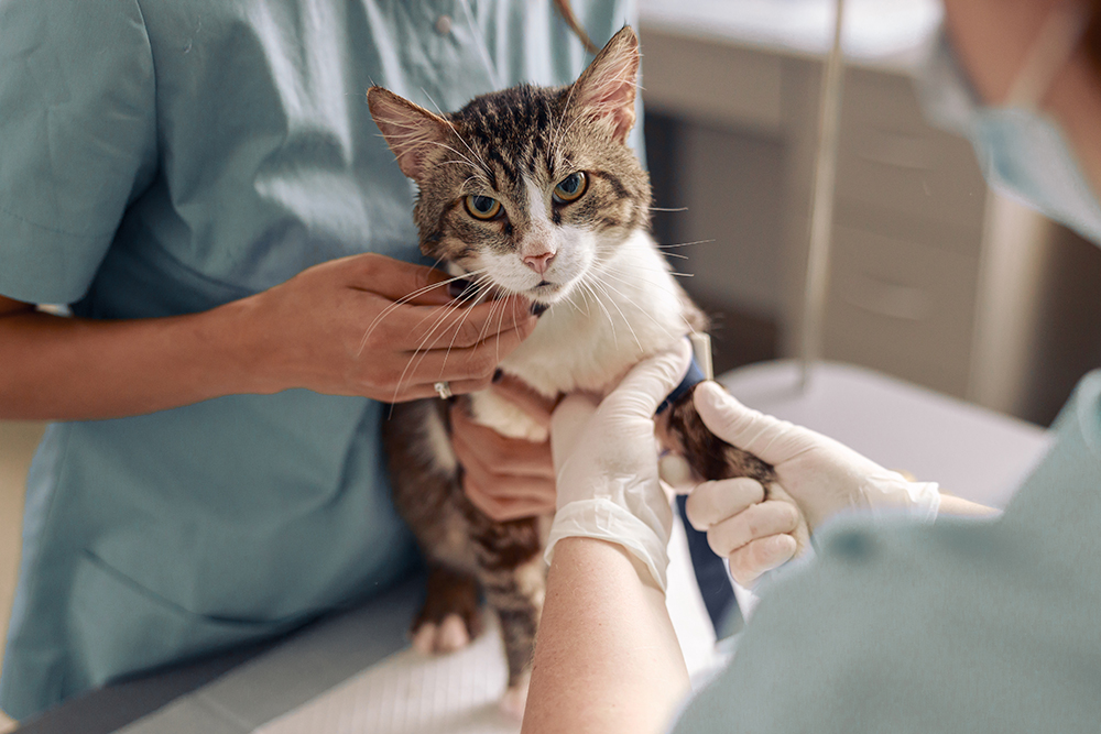 고양이의료센터 시설